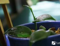 Орхидея ваниль (Ванильная орхидея): уход и размножение